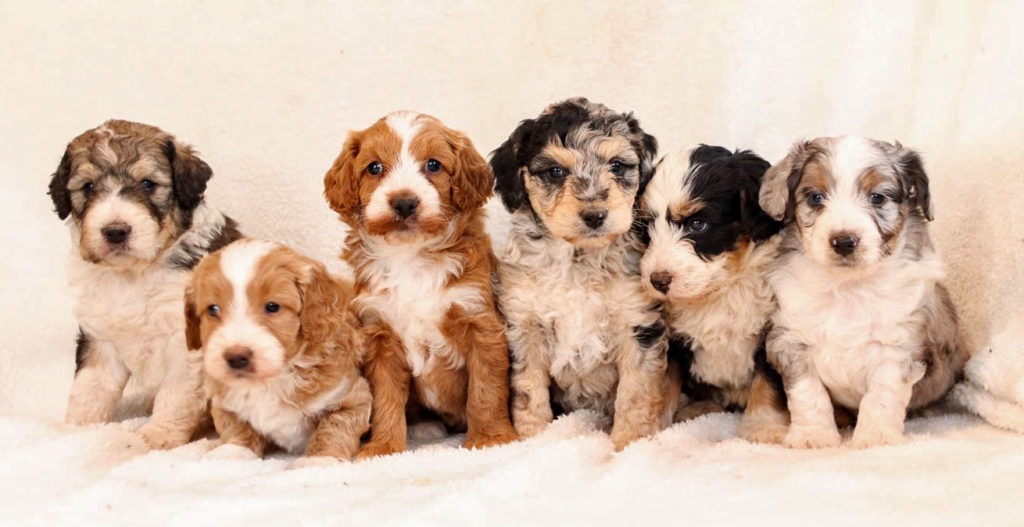 Bernedoodle puppies for sale in new jersey