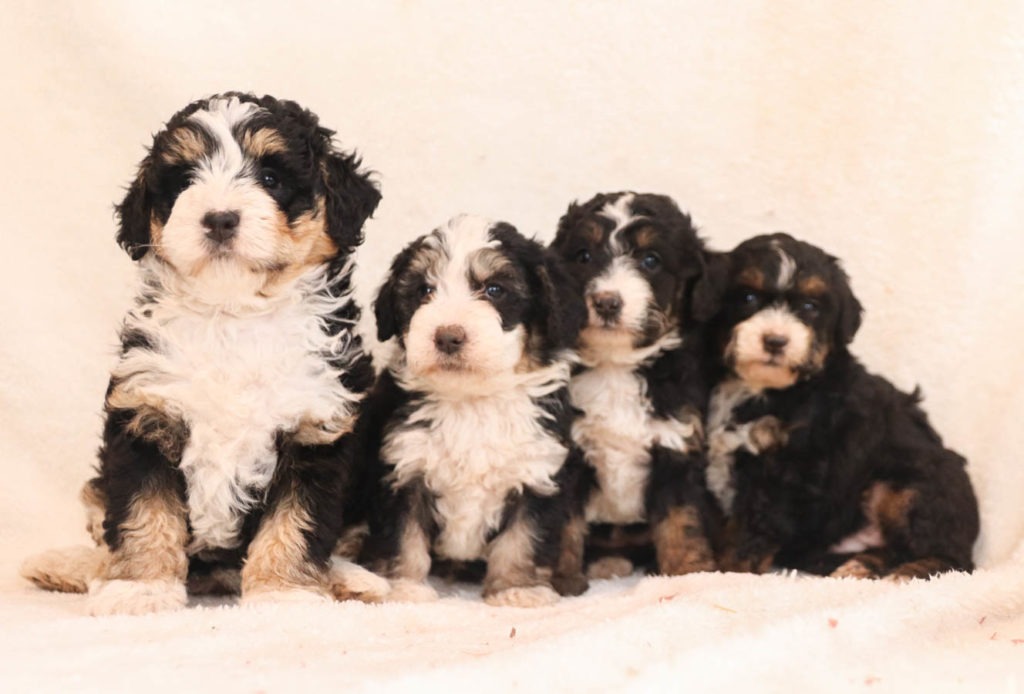 Bernedoodle puppies for sale in New Jersey