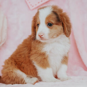 Bernedoodle puppies for sale in Charlotte
